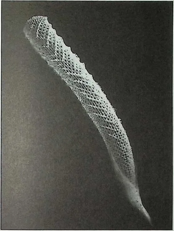 PIC